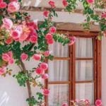 فروشگاه گل و گیاه